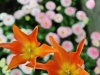 tulipanovi_zarki-medium
